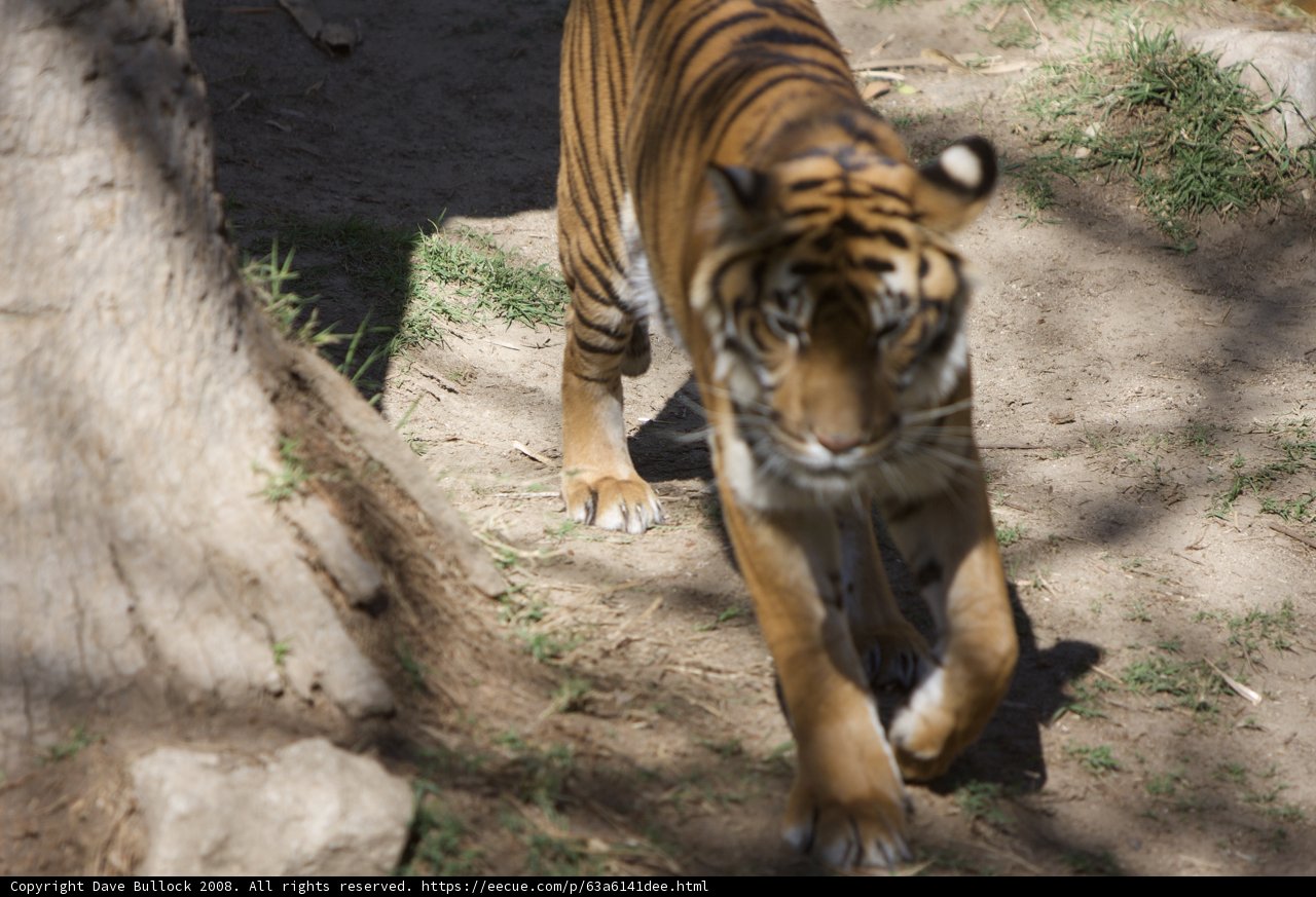 Majestic Tiger Walking on Land