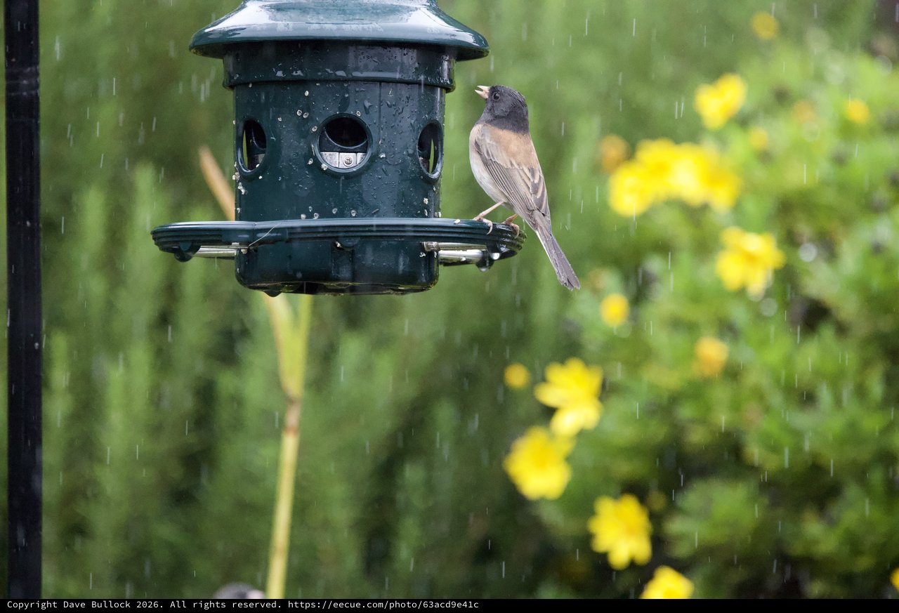Dark-eyed Junco Braving Rain at Bird Feeder