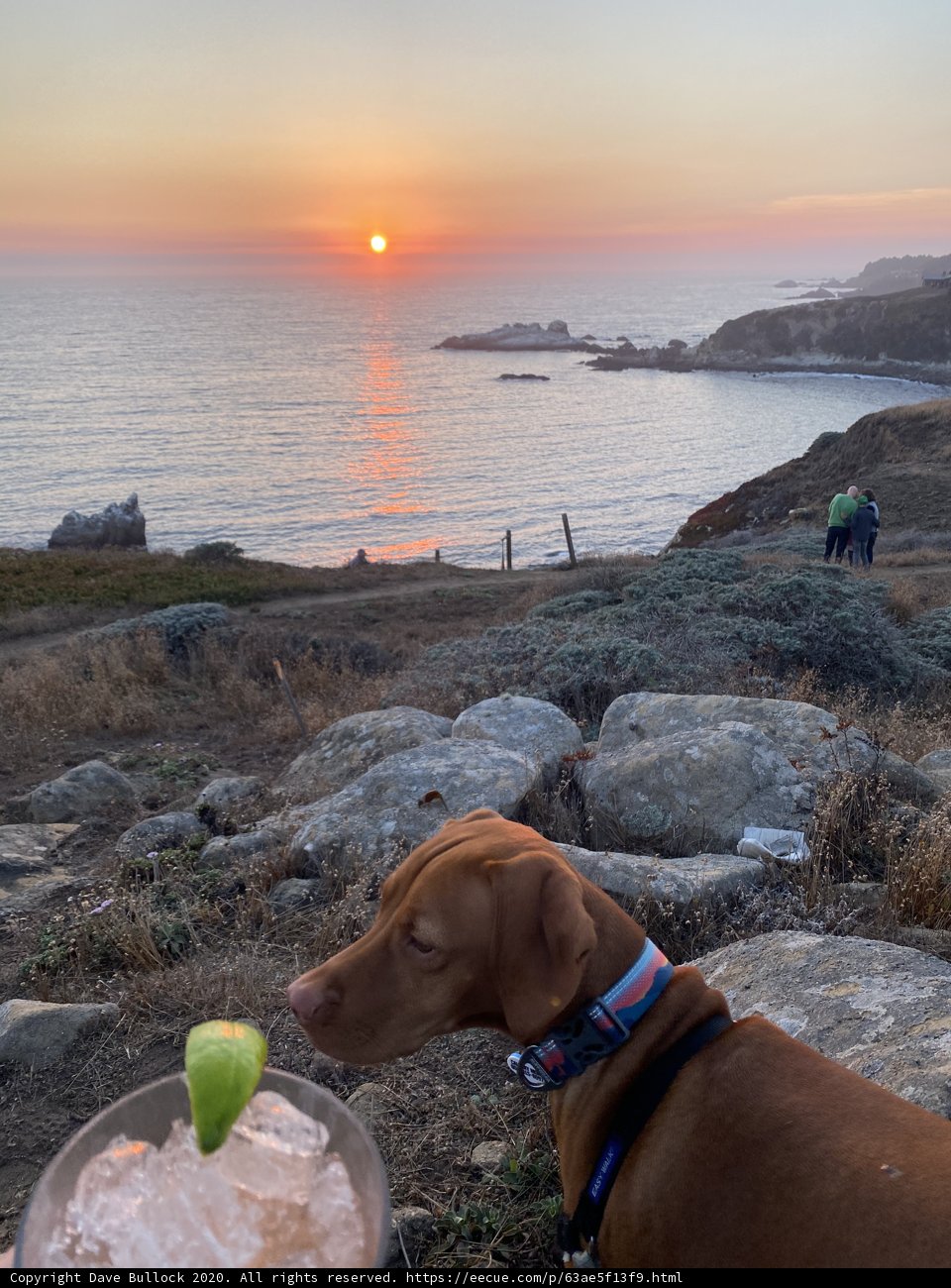 Coastal Canine Cocktail Hour