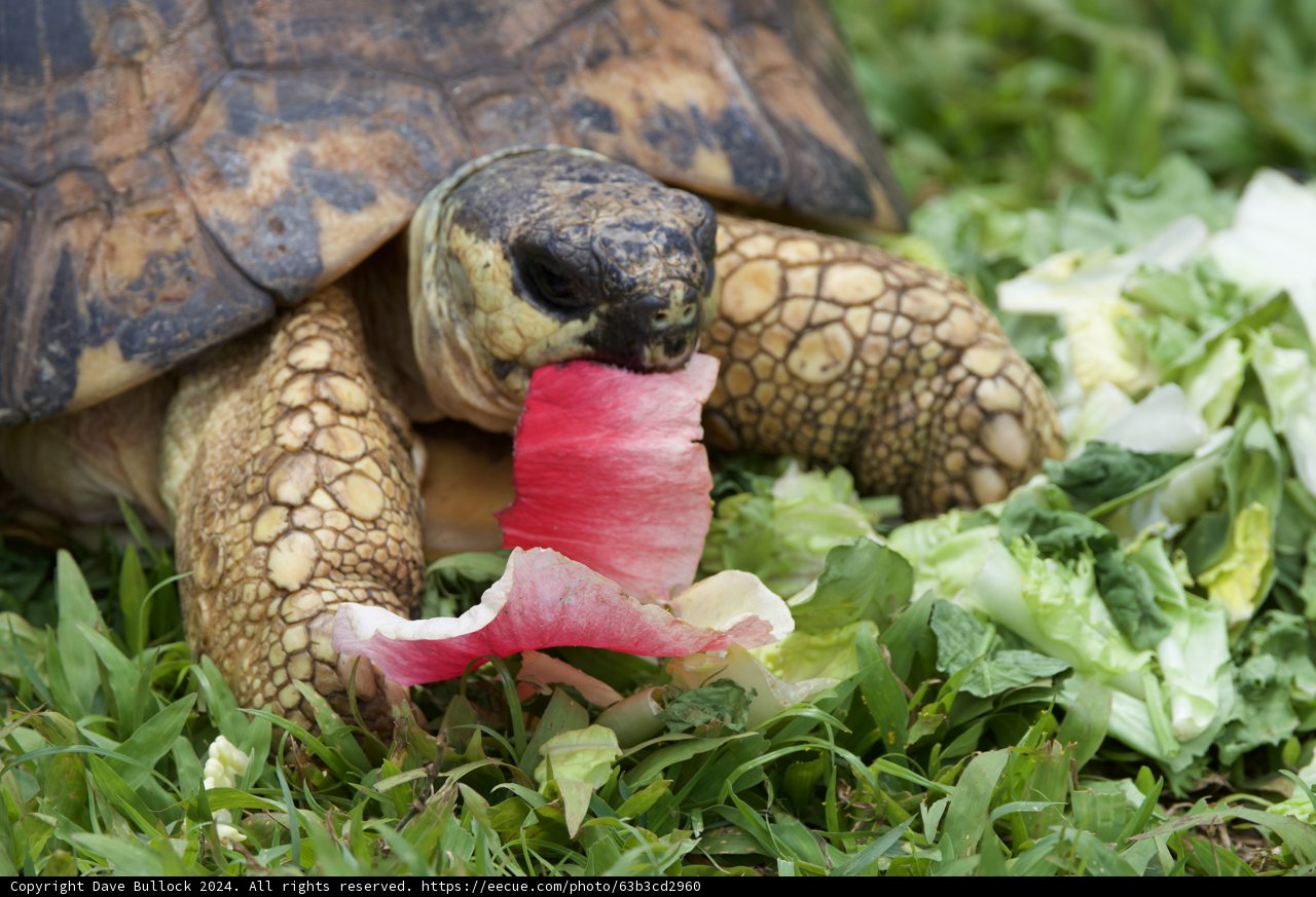 A Lunchtime Feast at Honolulu Zoo