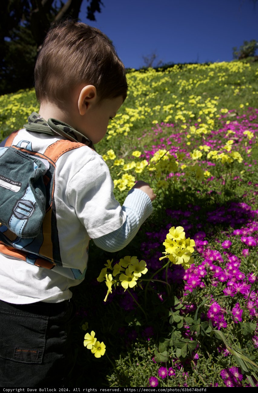 Blossom Boy: Adventure in Golden Gate Park, 2024