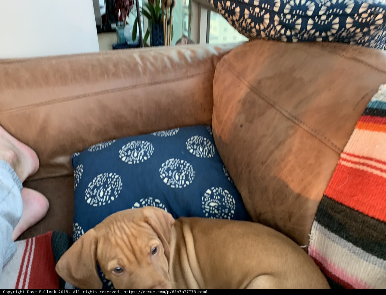 Couch Companionship