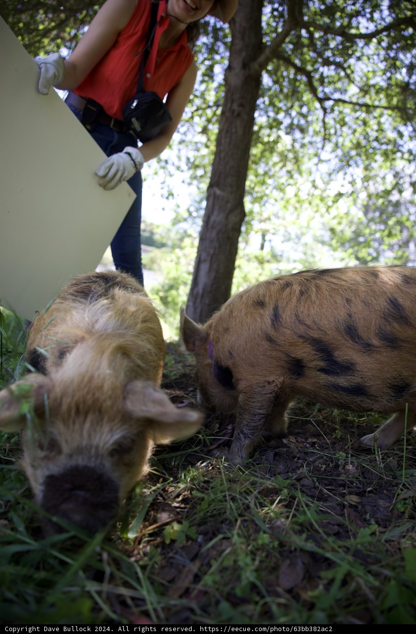 Curious Companions on Earth Day