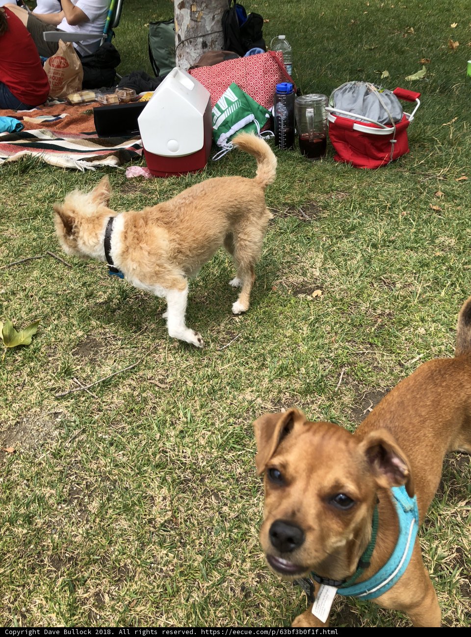 Pups in the Park