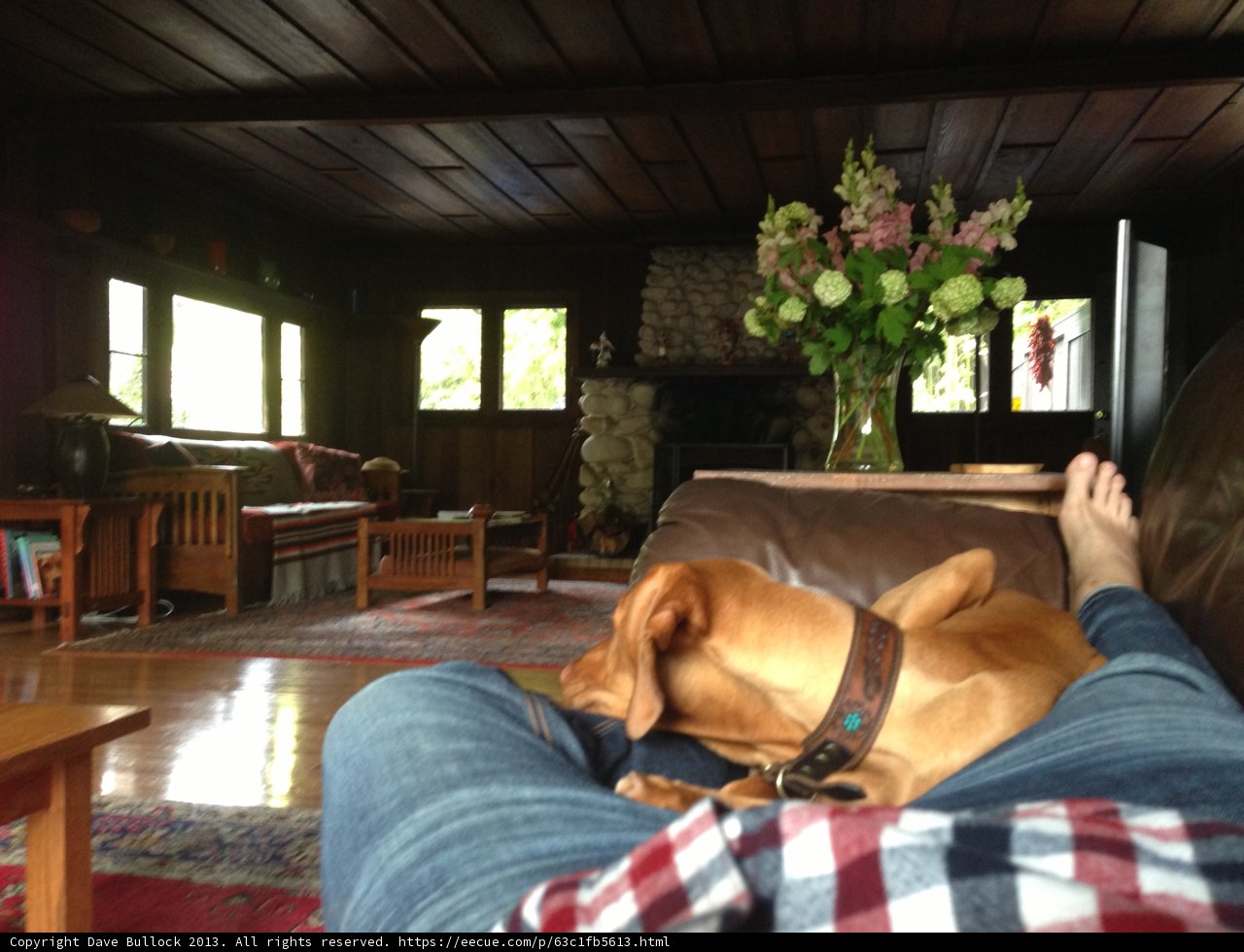 Cozy Afternoon with Fido