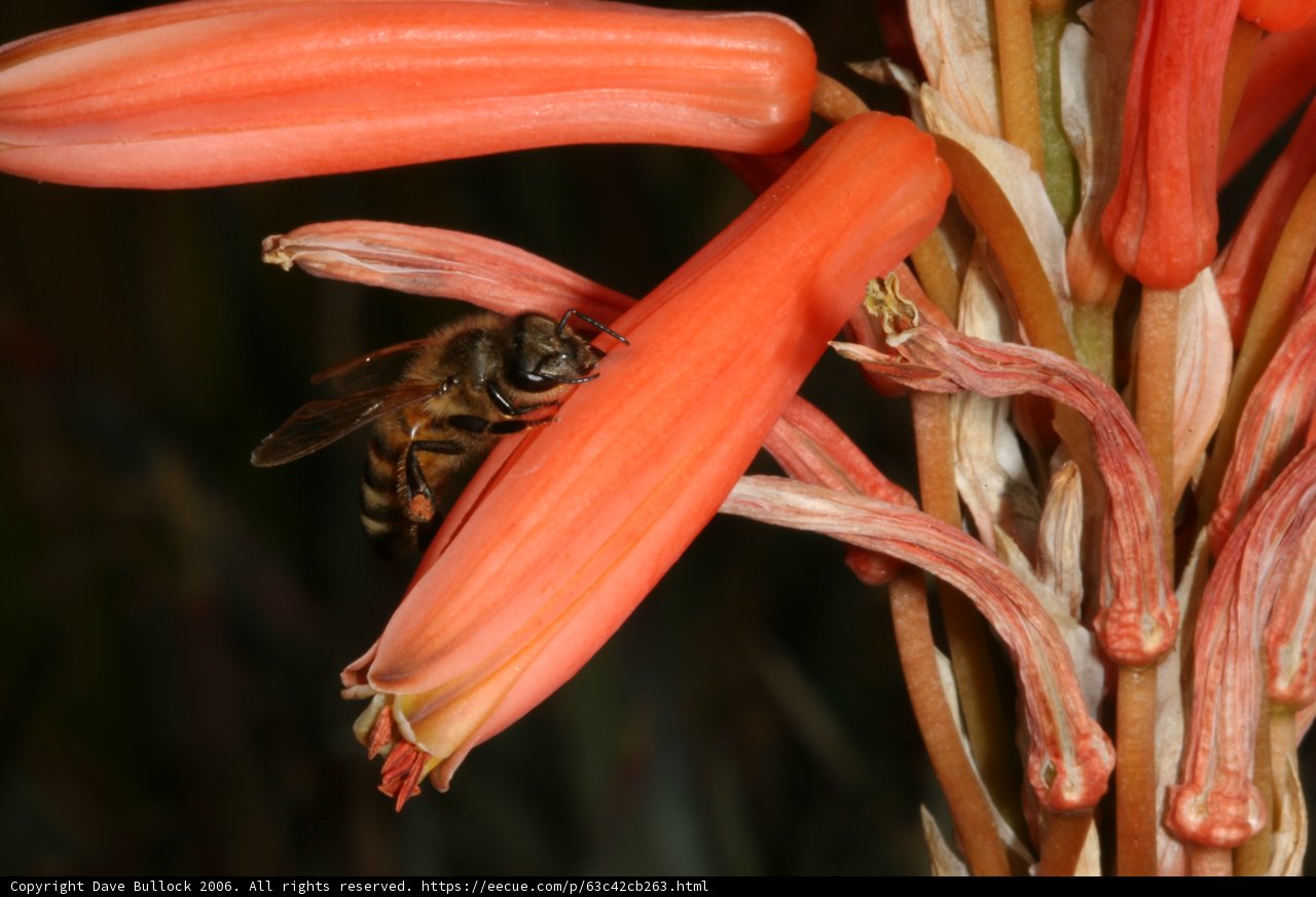 Busy Bee on Rhubarb Flower