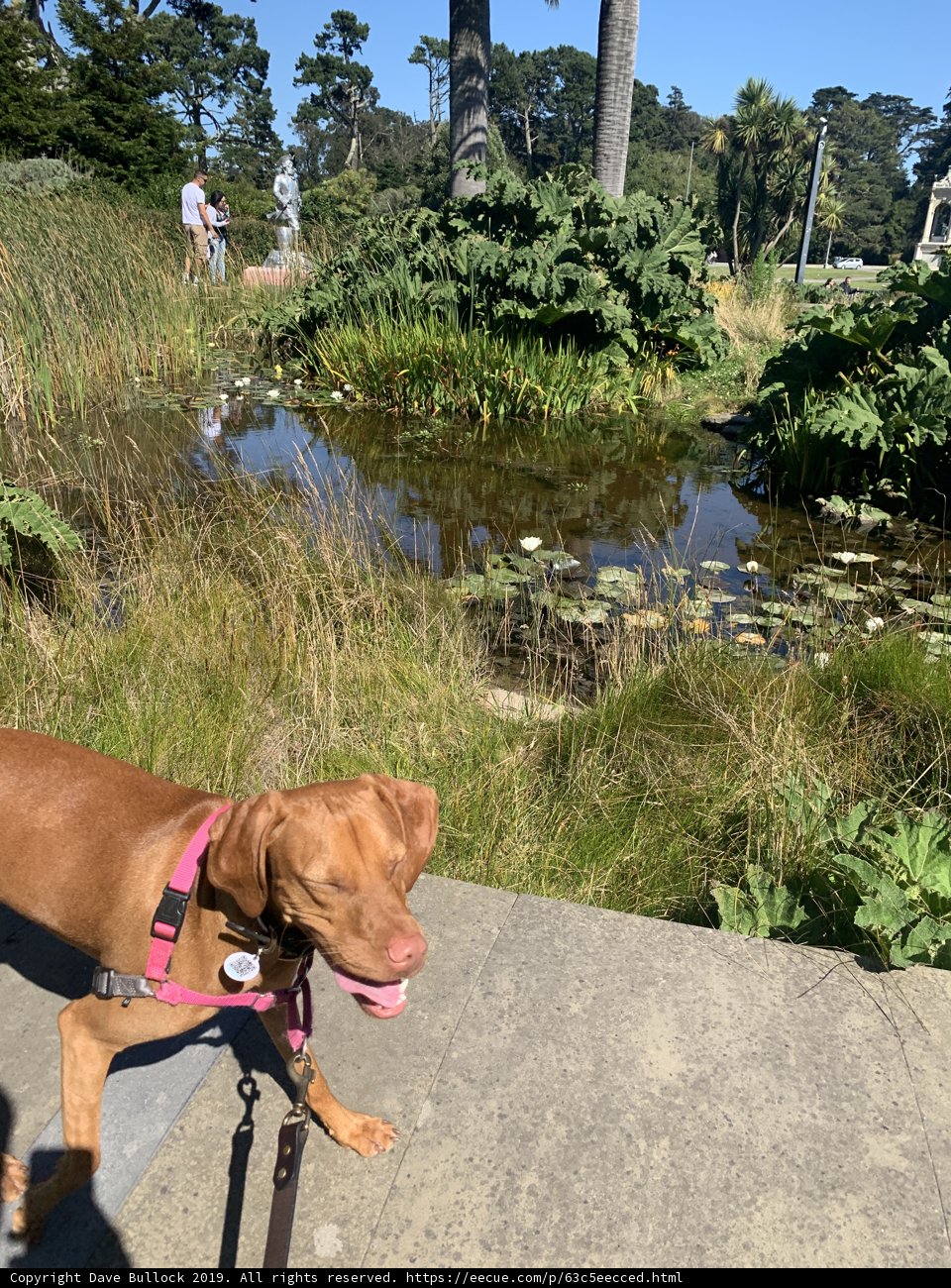 Serene Walk by the Pond