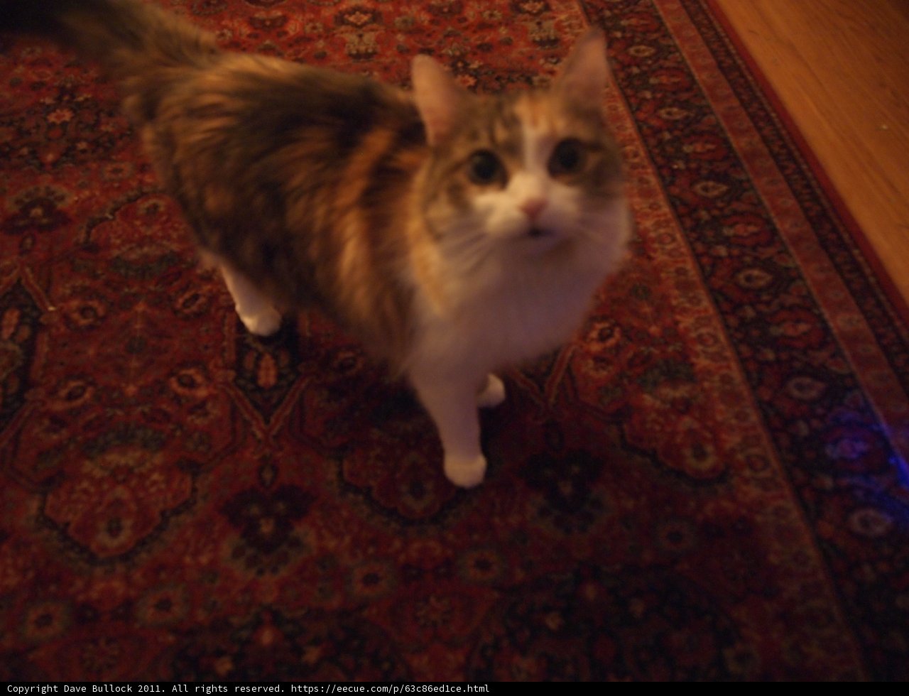 Feline on Hardwood