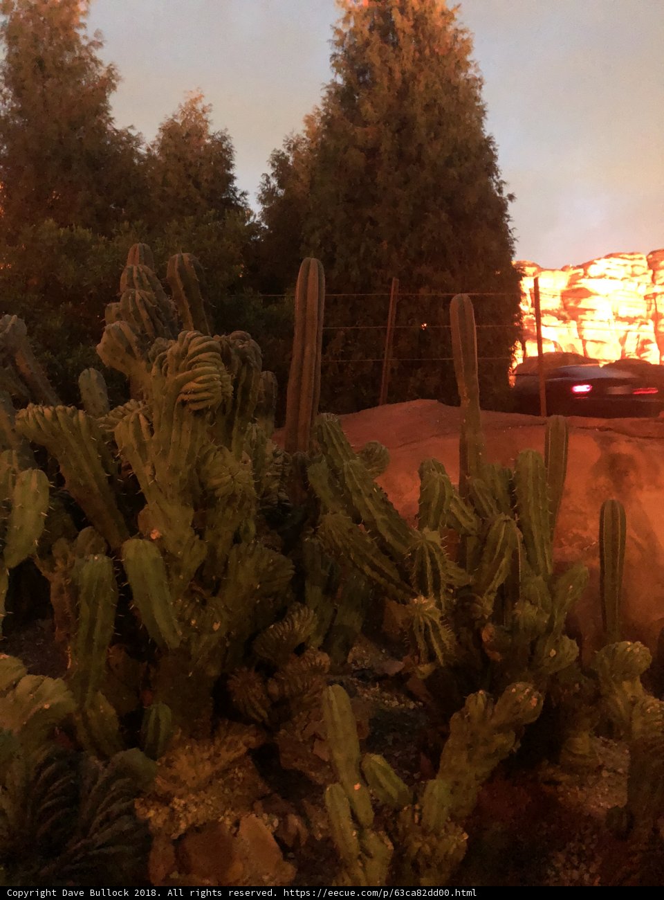 Desert Oasis
