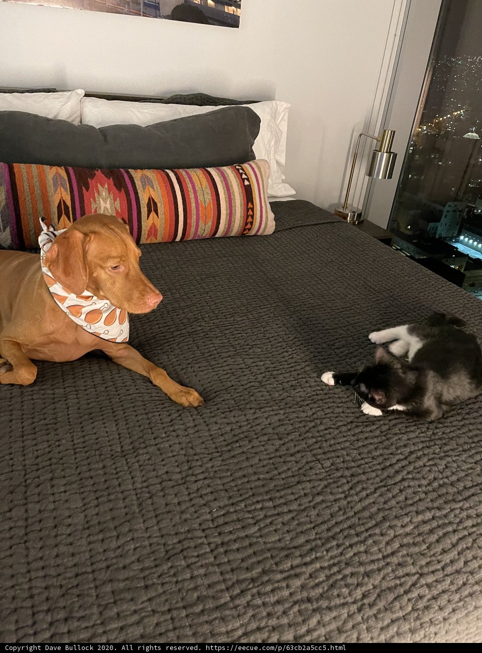 Cozy Companions