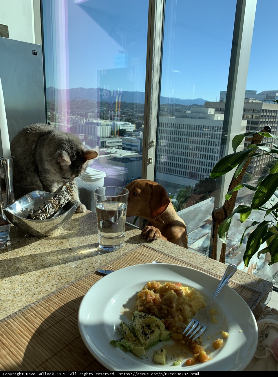 A Cozy Lunch with Furry Companions