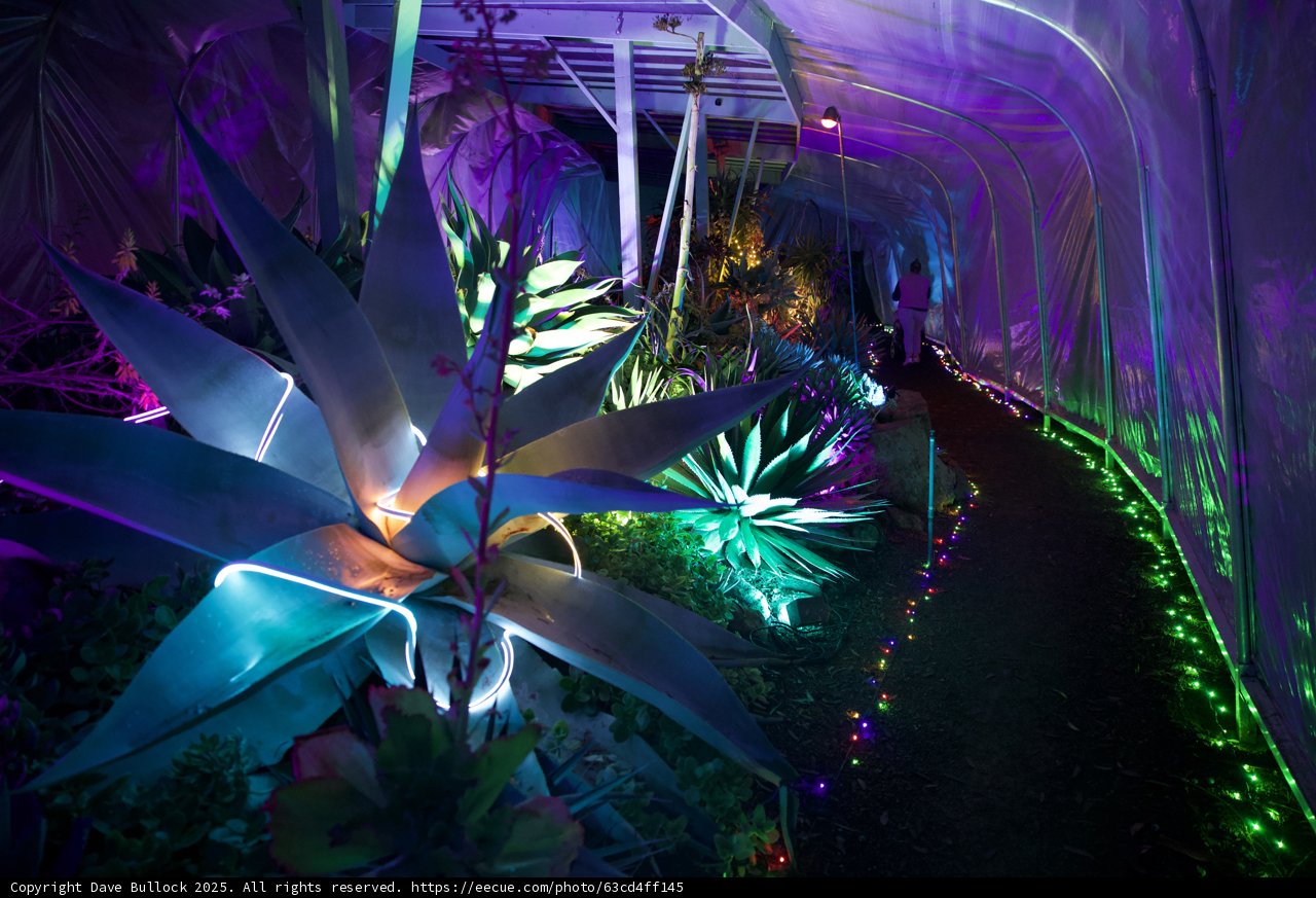 Enchanted Pathways