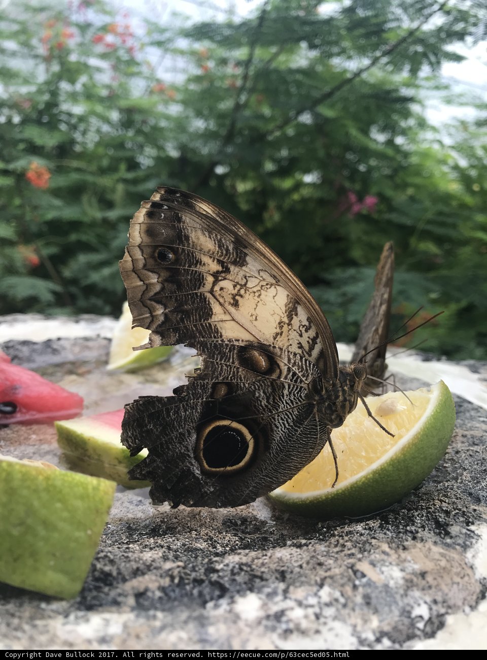 Butterfly Enjoying Summer Treats