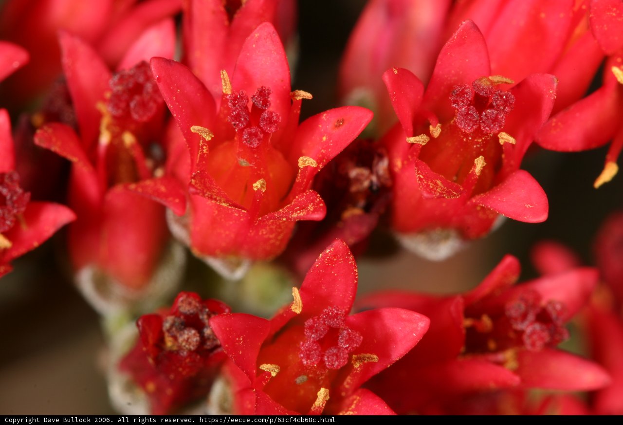 Burst of Color