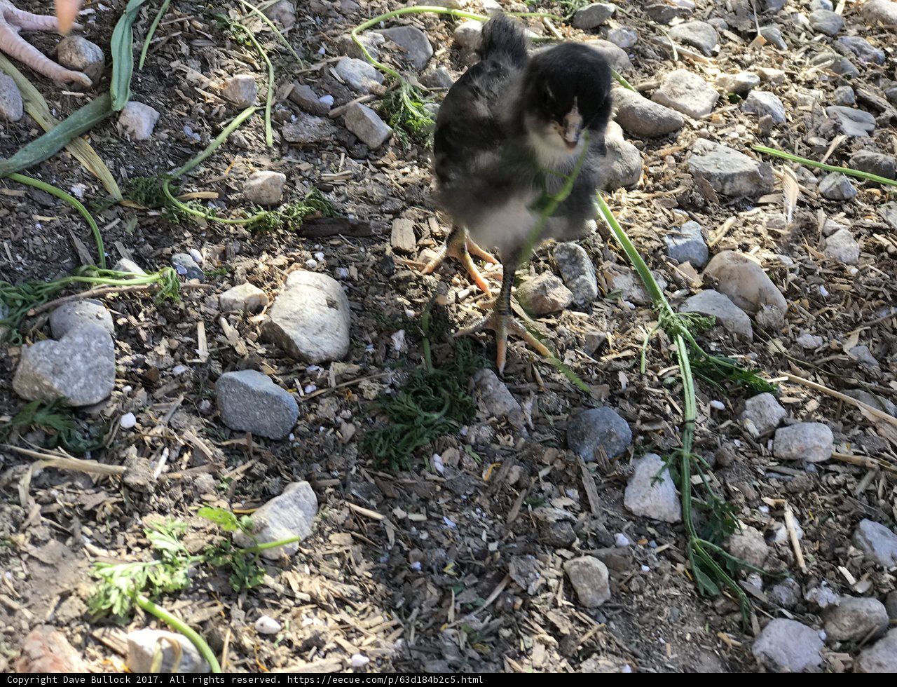 Tiny bird exploring the ground