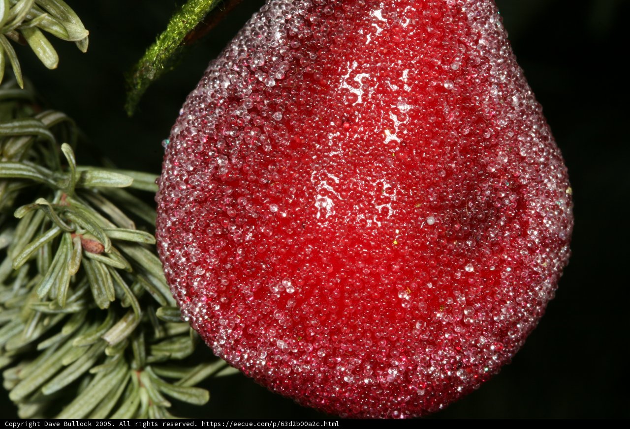 The Festive Fruit