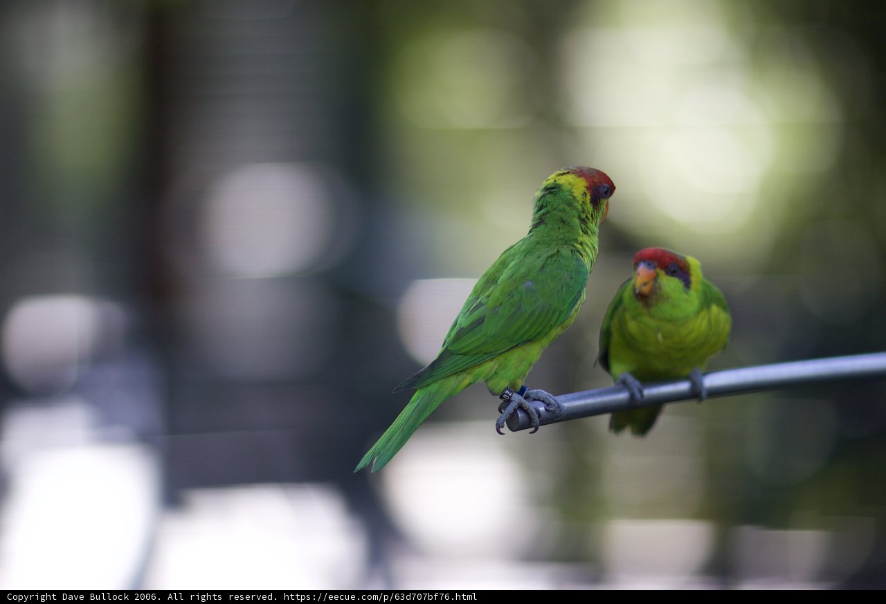 Perching Parakeet Partners