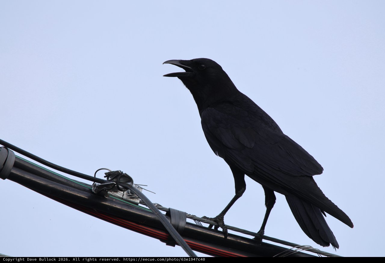Silhouetted Crow Calling from Power Lines at Dusk