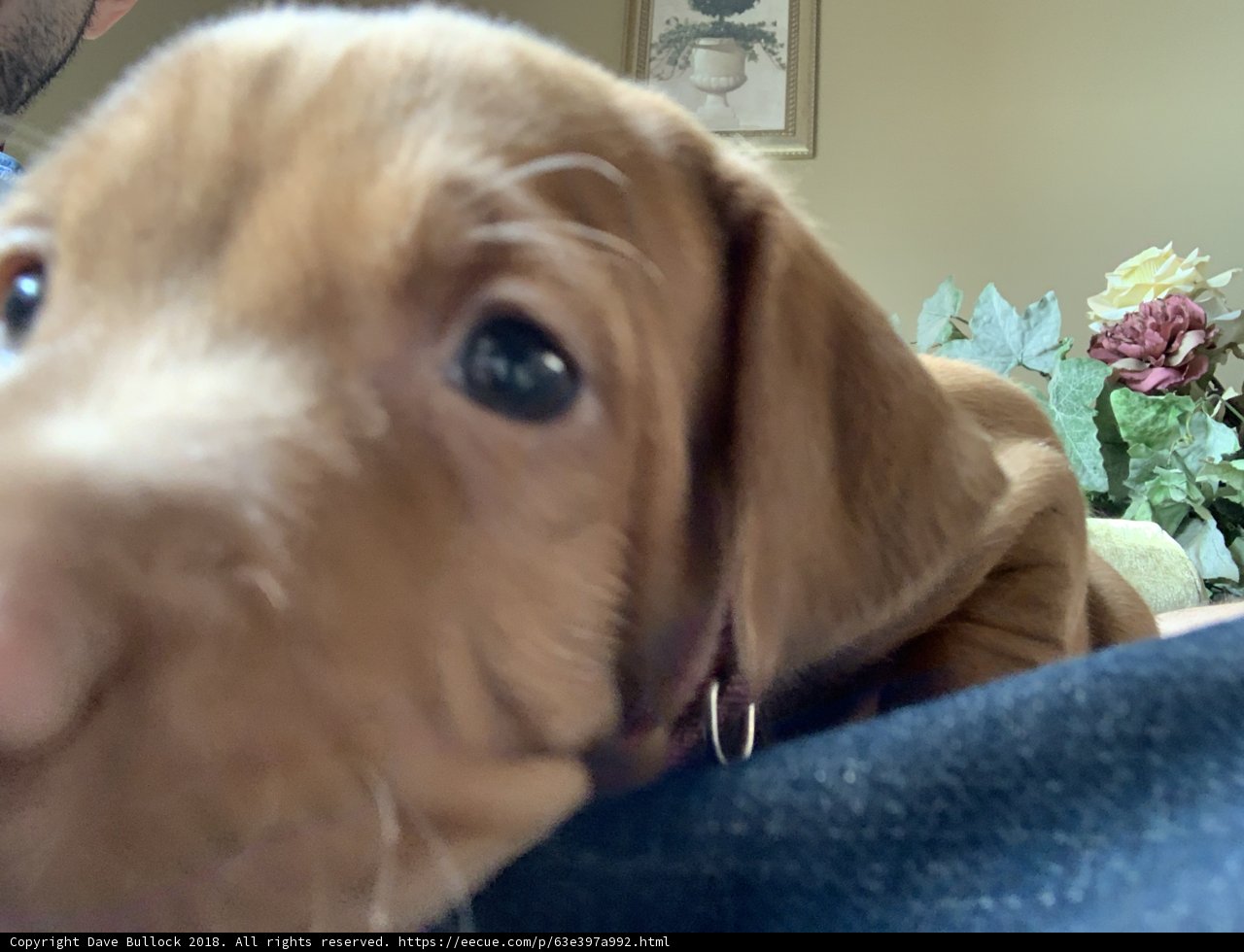 Precious Pup