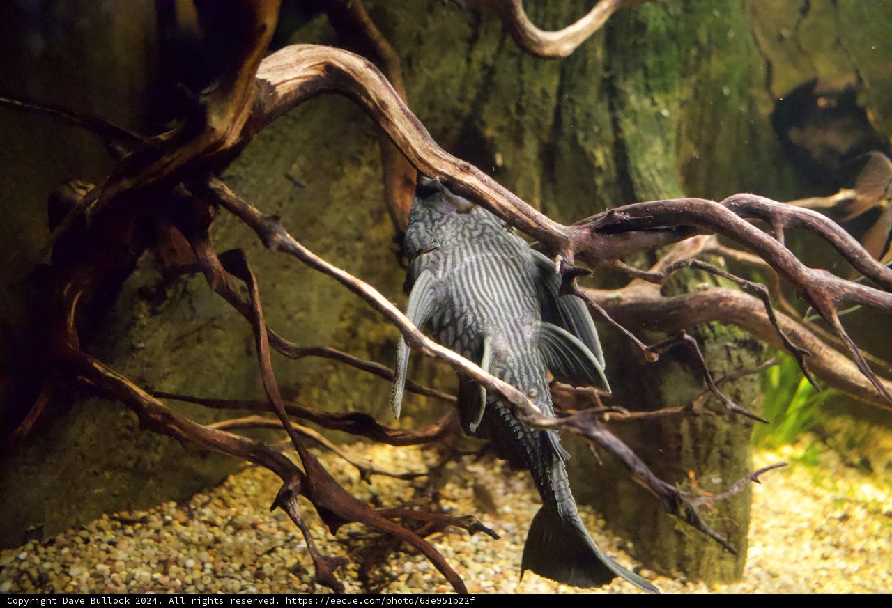 Underwater Ballet: Enigmatic Aquatic Resident