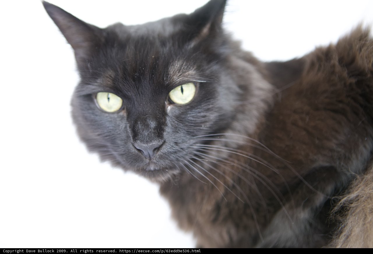 Green-Eyed Beauty