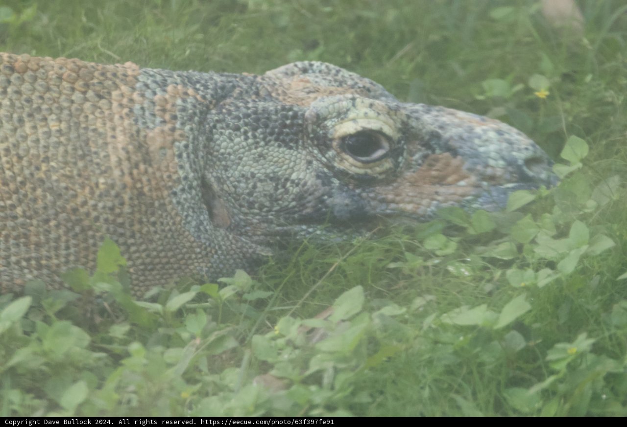Majestic Stare of the Komodo Dragon