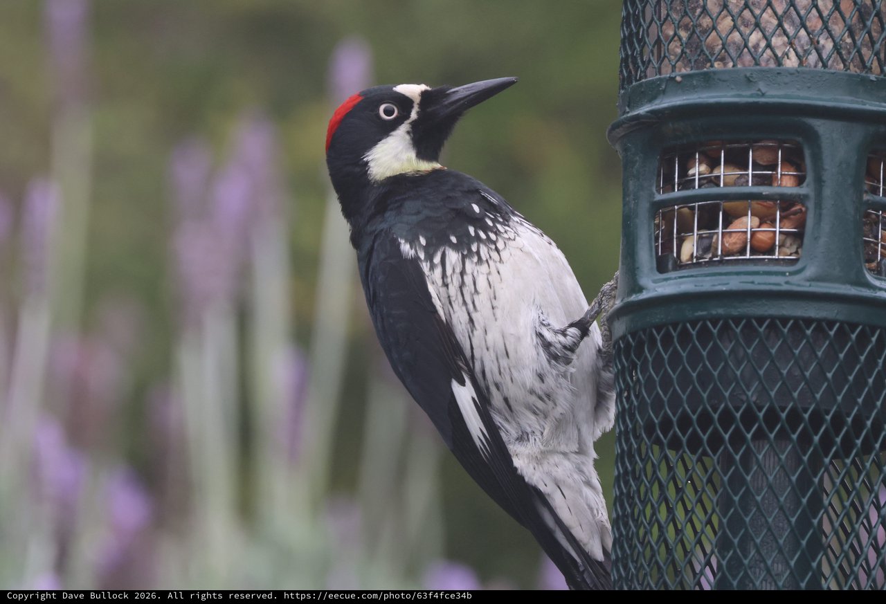 Acorn Woodpecker Feeding at Backyard Bird Feeder