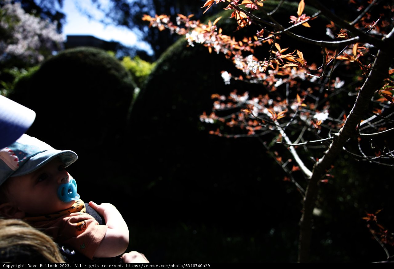 A Blossoming Bond in the Japanese Tea Garden