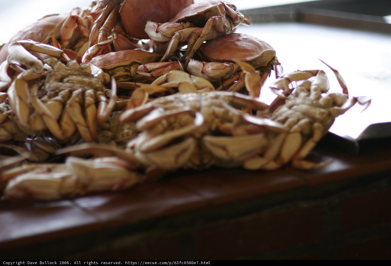 A Feast of Crabs