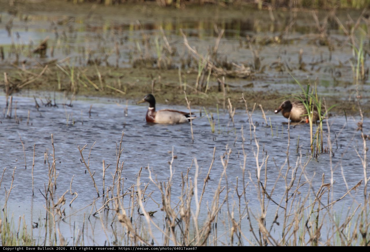 Northern Shoveler Ducks in Shallow Wetland Waters