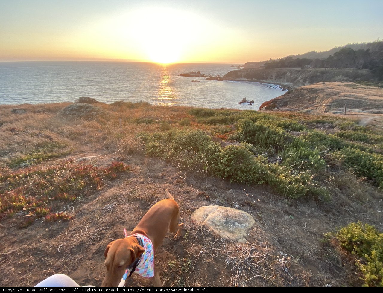 Vizsla Dog Overlooking the Ocean at Sunset