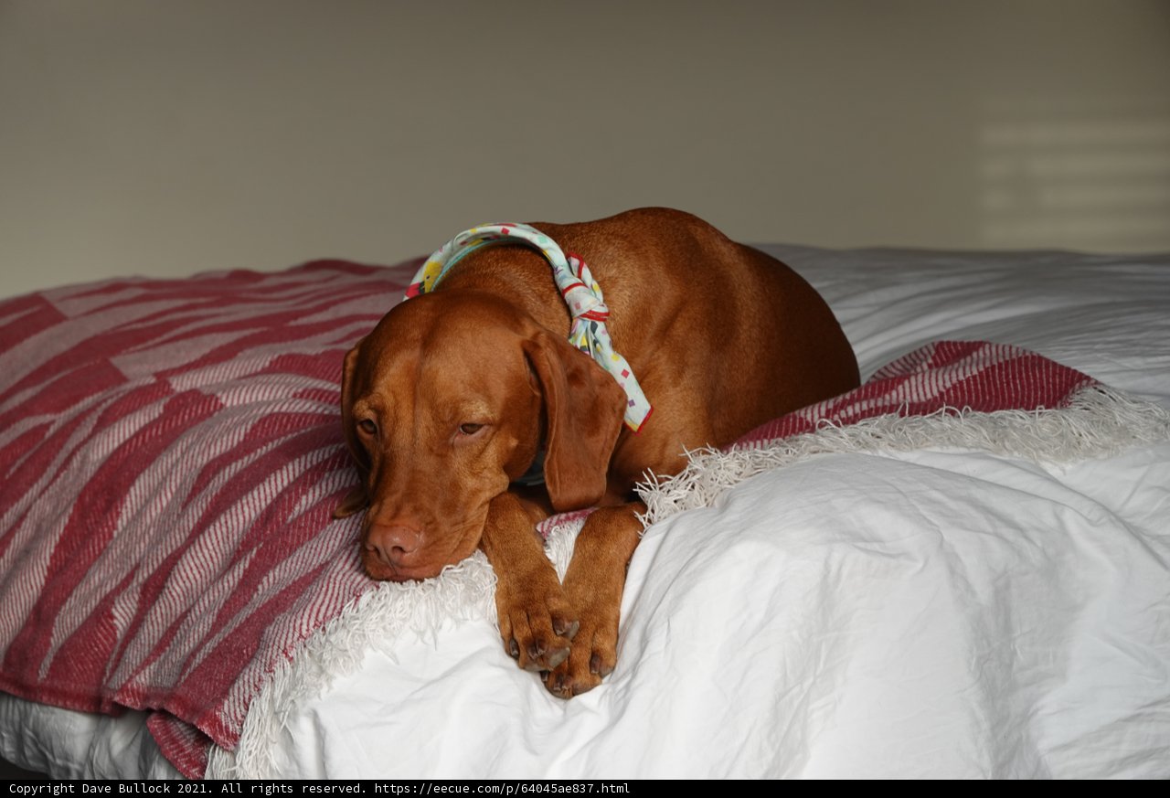 Sweet Dreams: A Restful Hound on a Bed