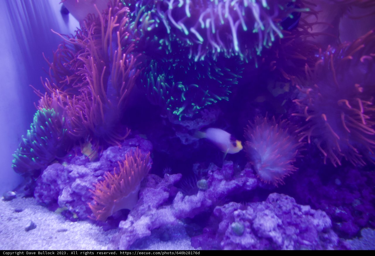 Undersea Spectacle at the Academy: A Splash of Colors
