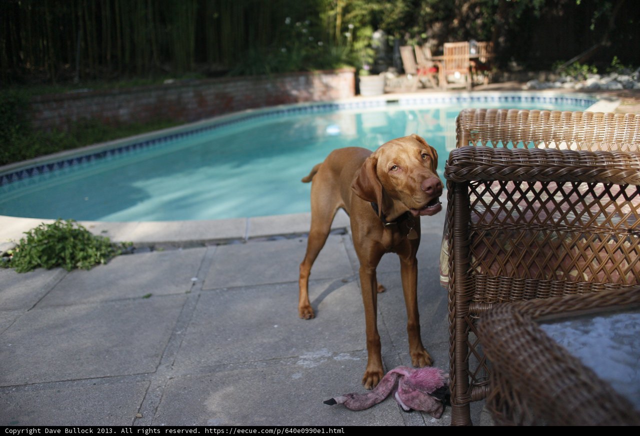 Poolside Pals