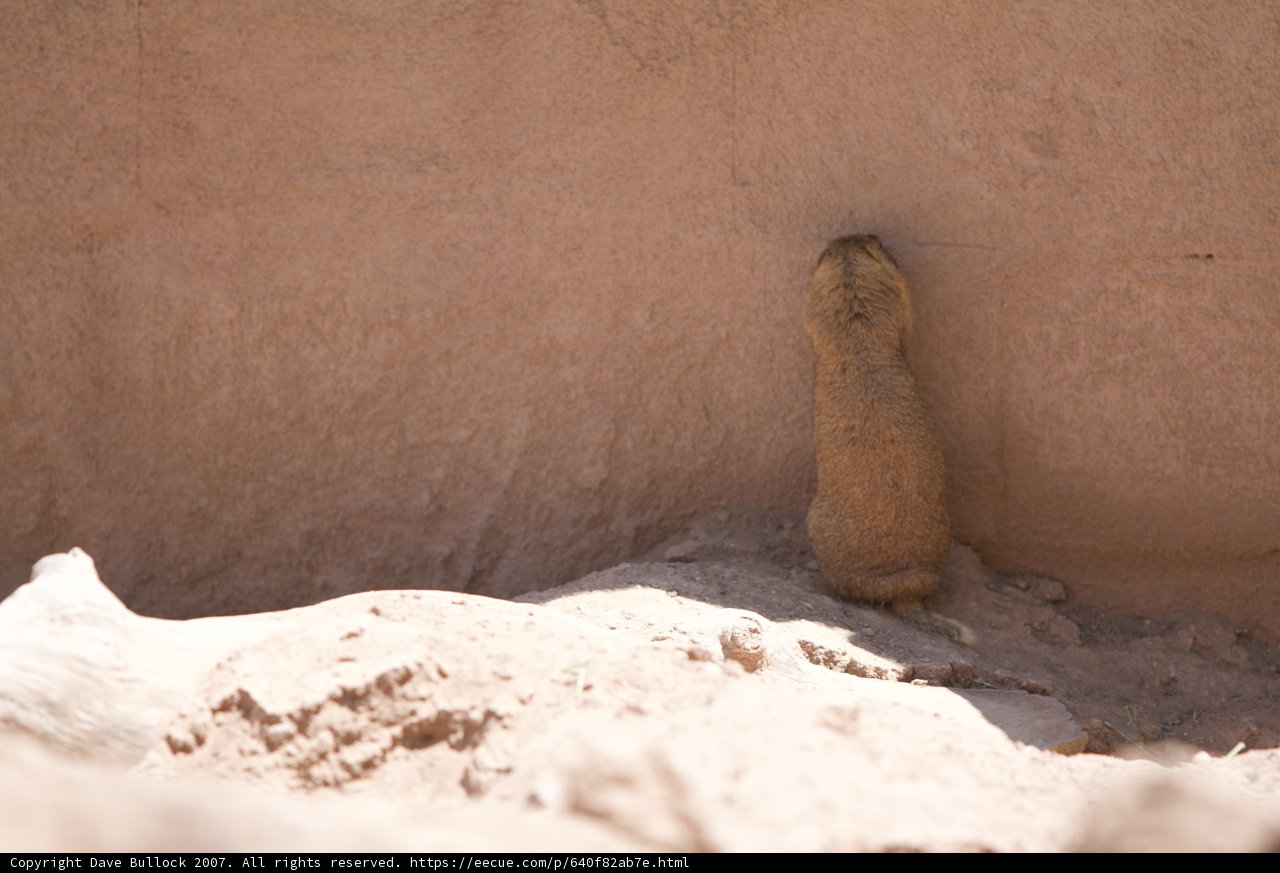 Curious Ground Squirrel