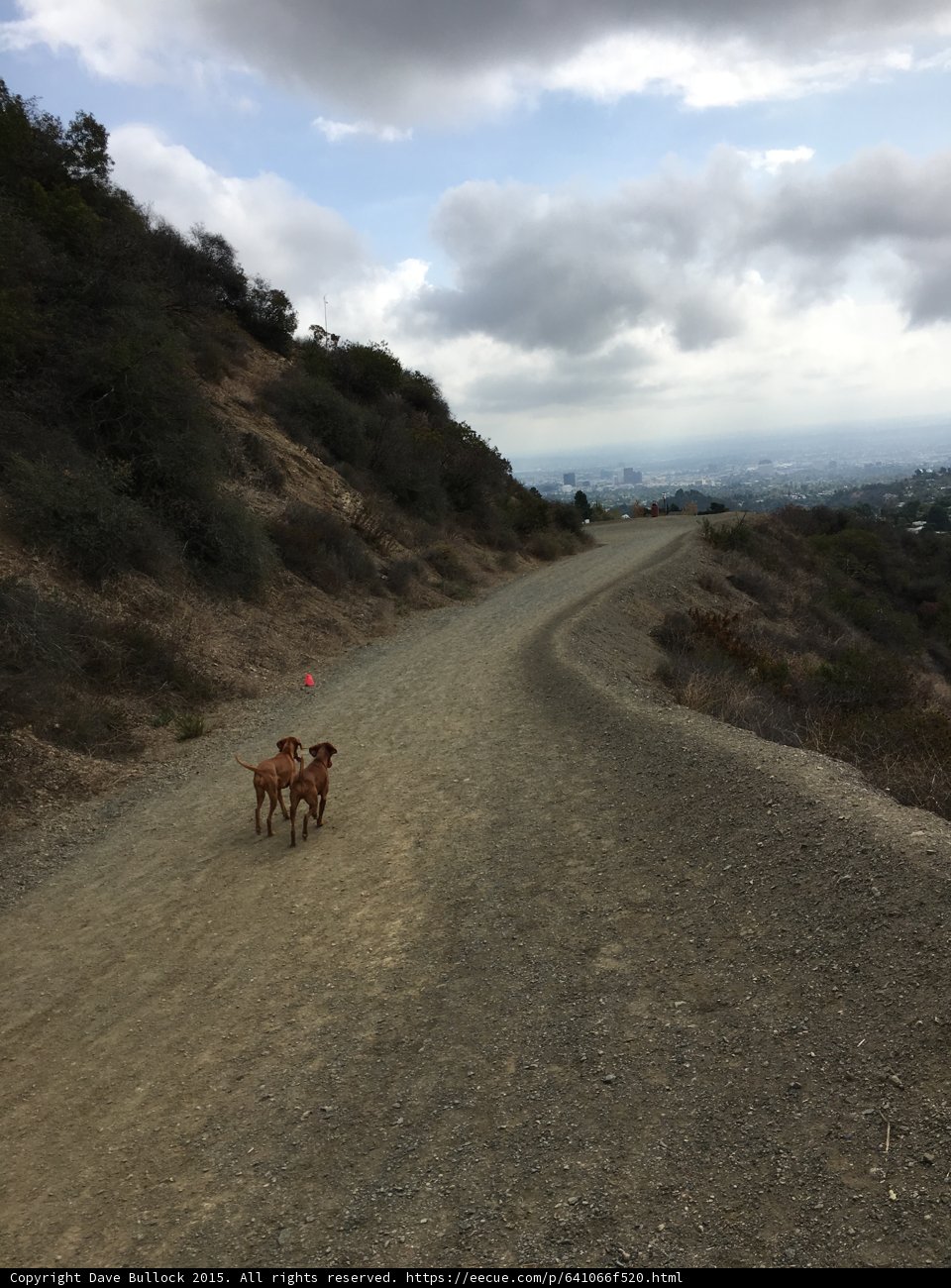 Two Dogs Taking a Stroll in the Countryside