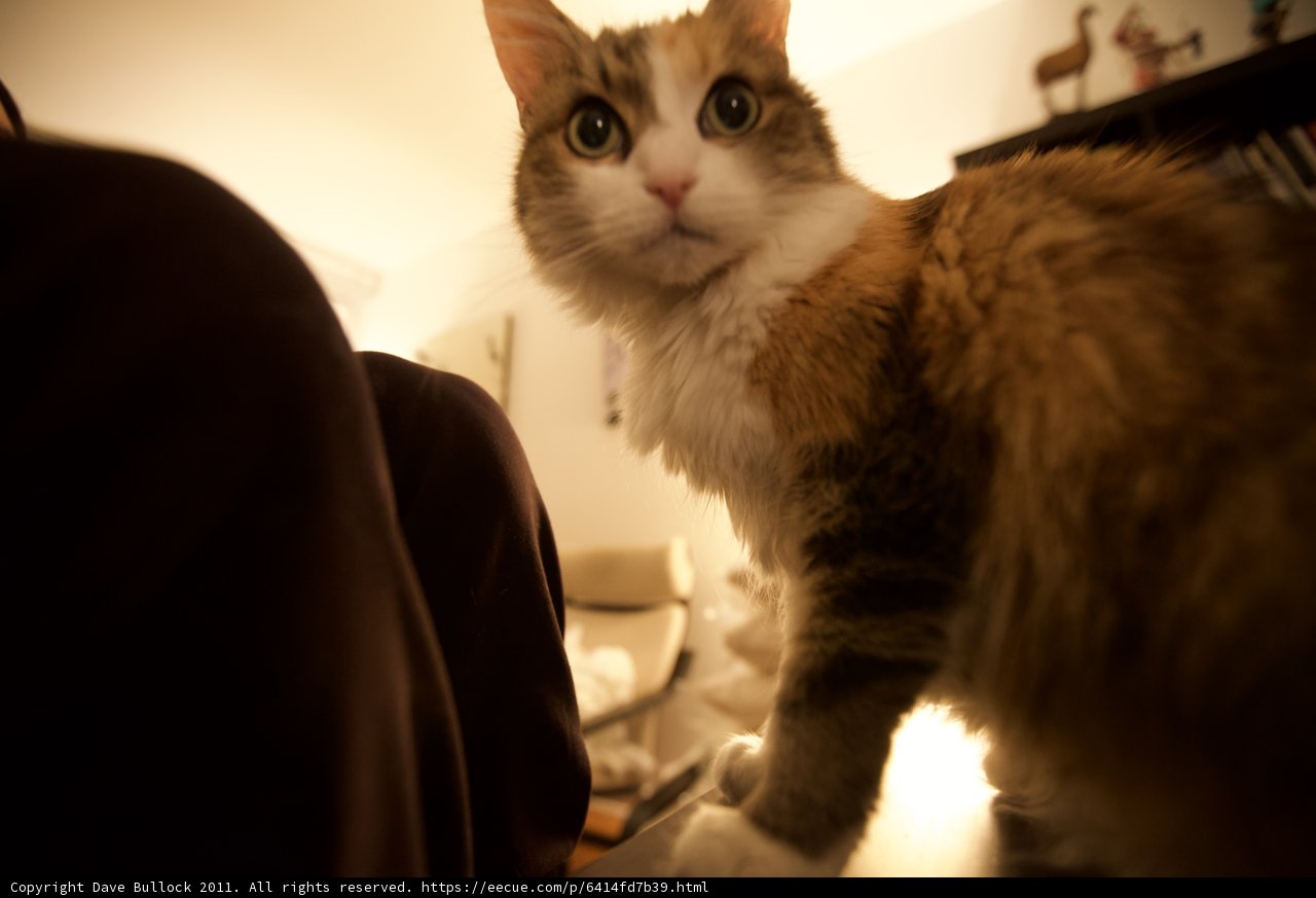 Intense Manx cat stares straight into the camera