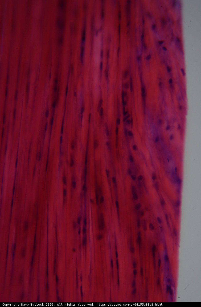 Vibrant Velvet