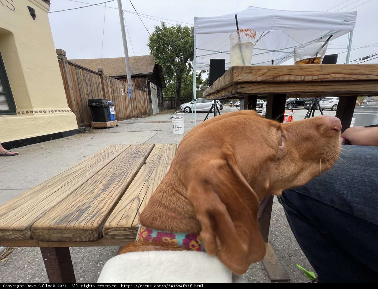 Canine Companion on a City Bench