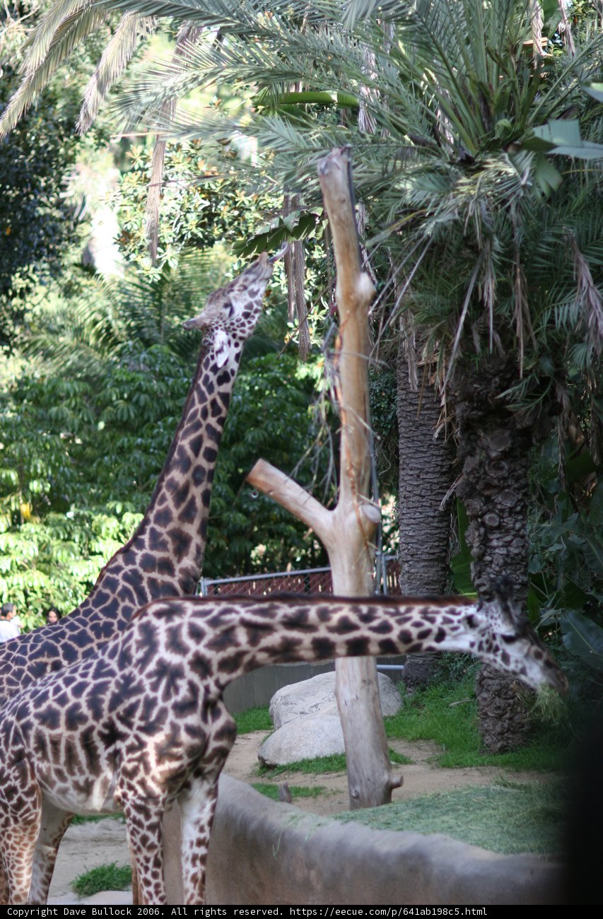 Twin Towers of the Animal Kingdom