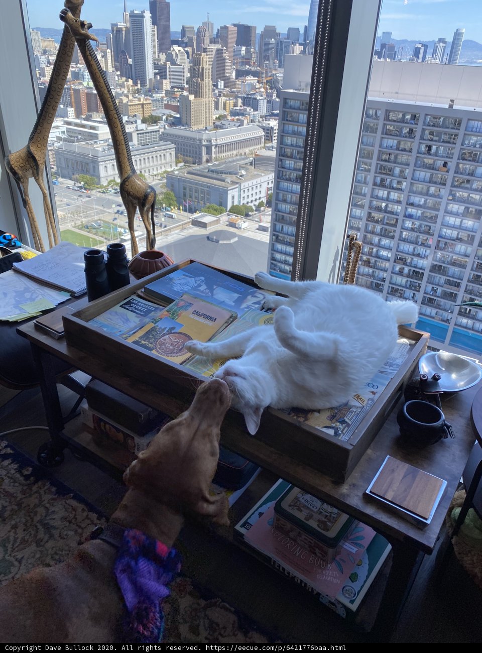 Canine and Feline Roommates in SF