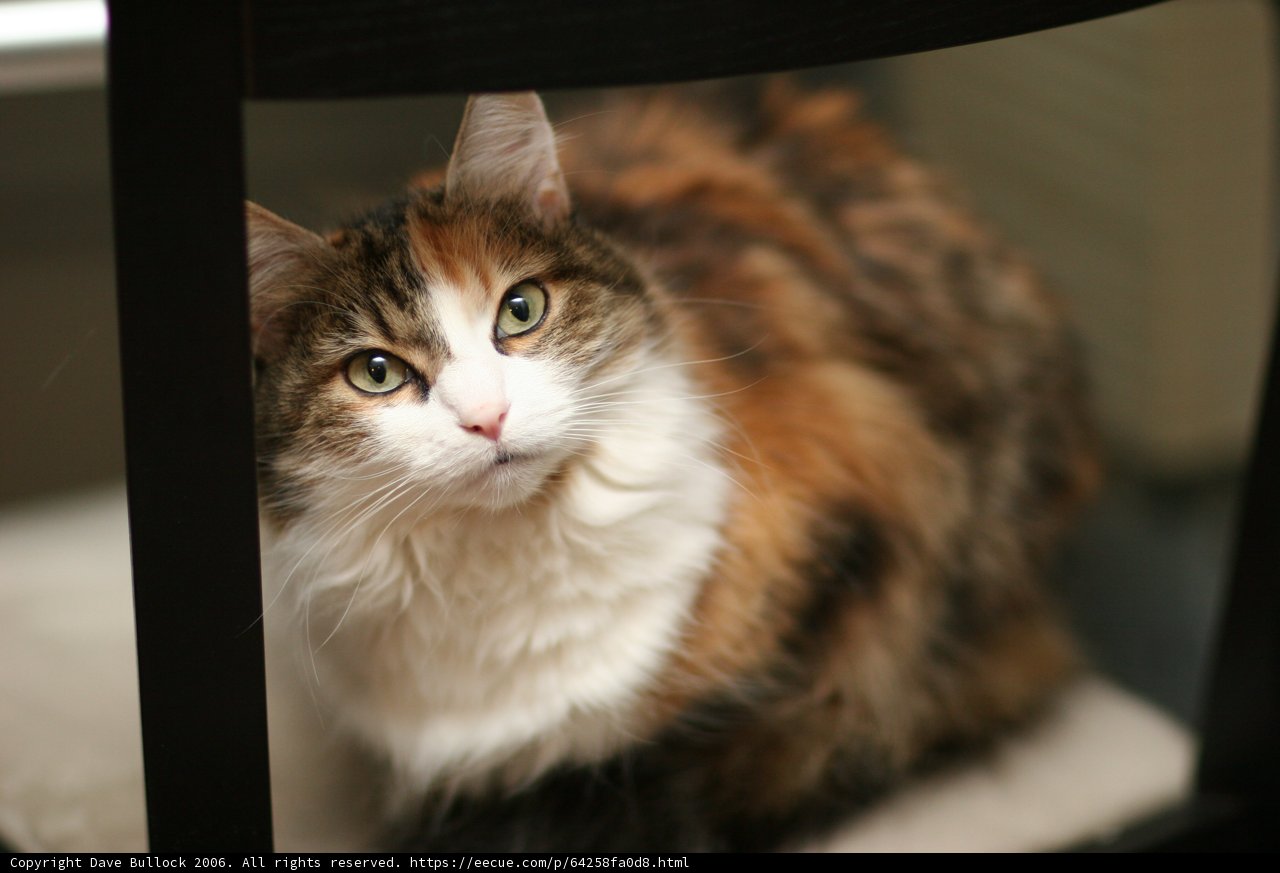 Regal Cat on a Chair