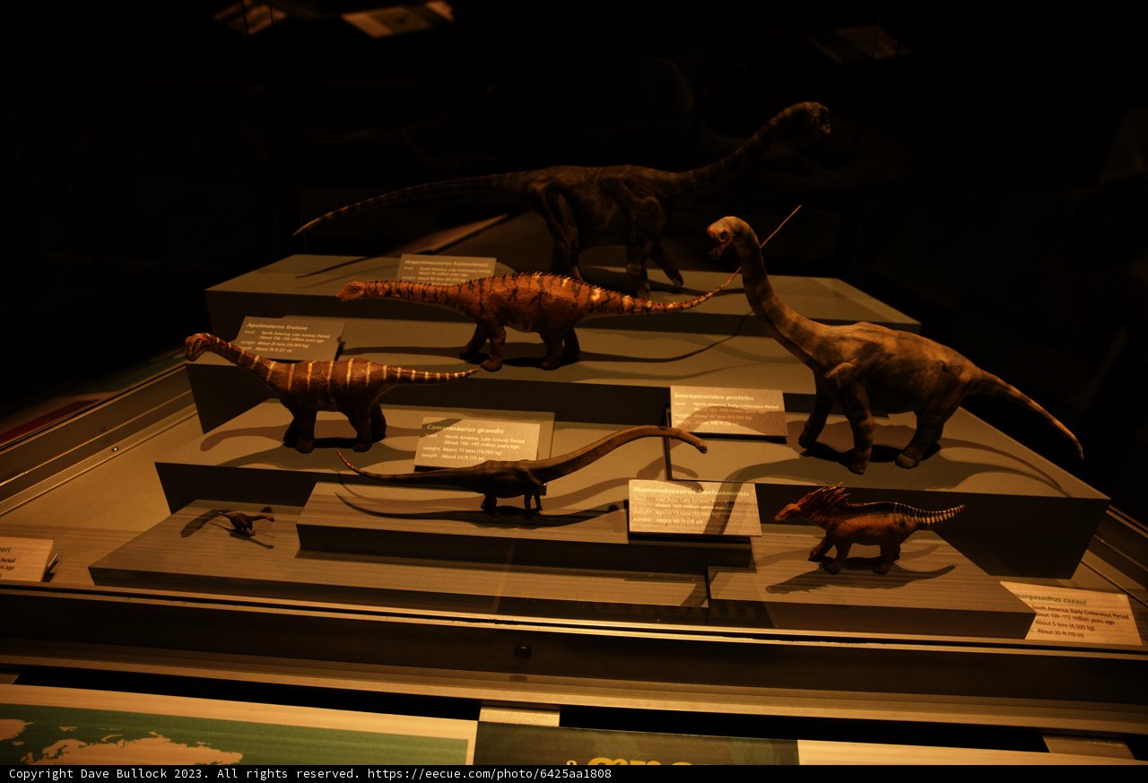 A Roaring Display at the California Academy of Sciences