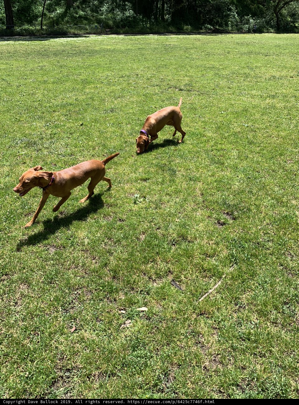 Running Free in the Countryside