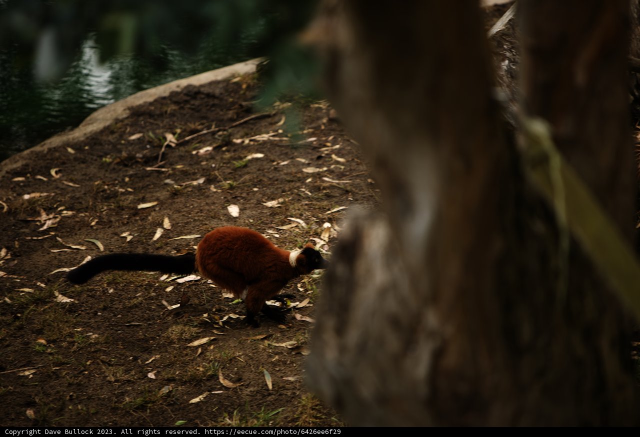 Up-Close with the Red Ruffed Lemur at SF Zoo