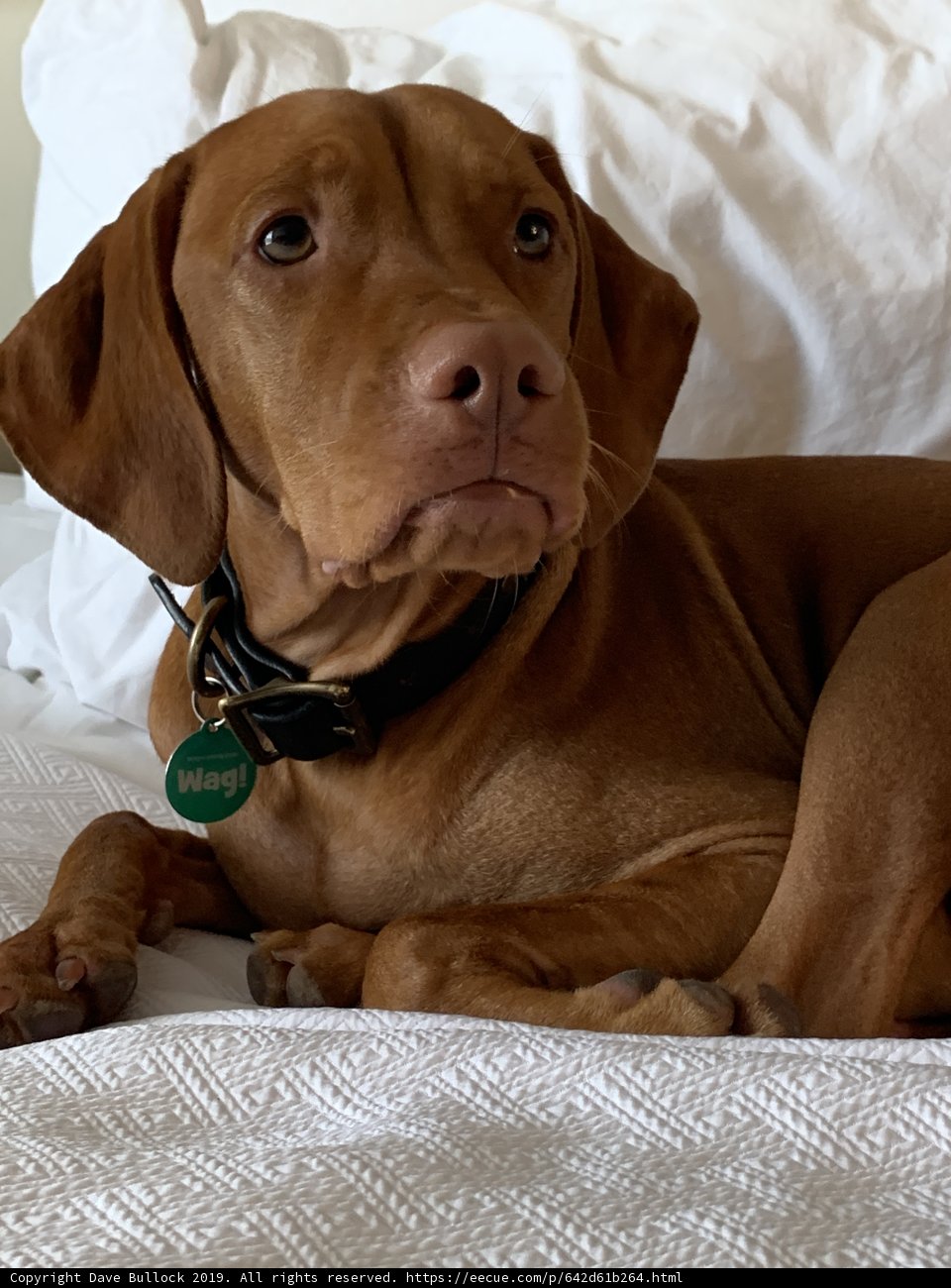Restful Vizsla on a California Day