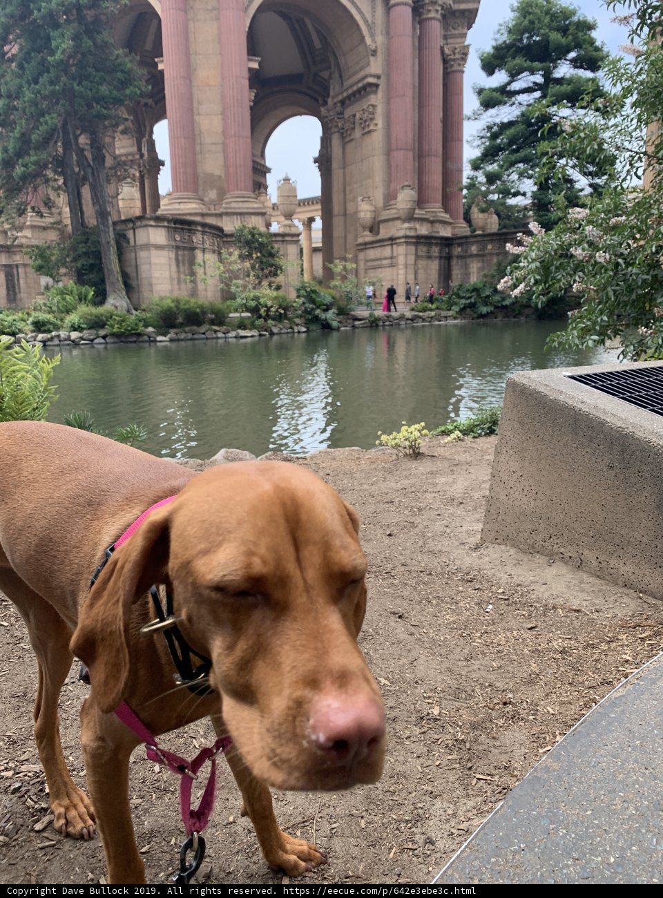 Canine Sightseeing at the Palace