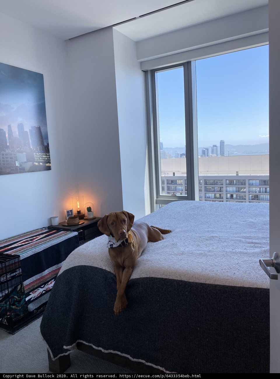 The Canine's Comfort