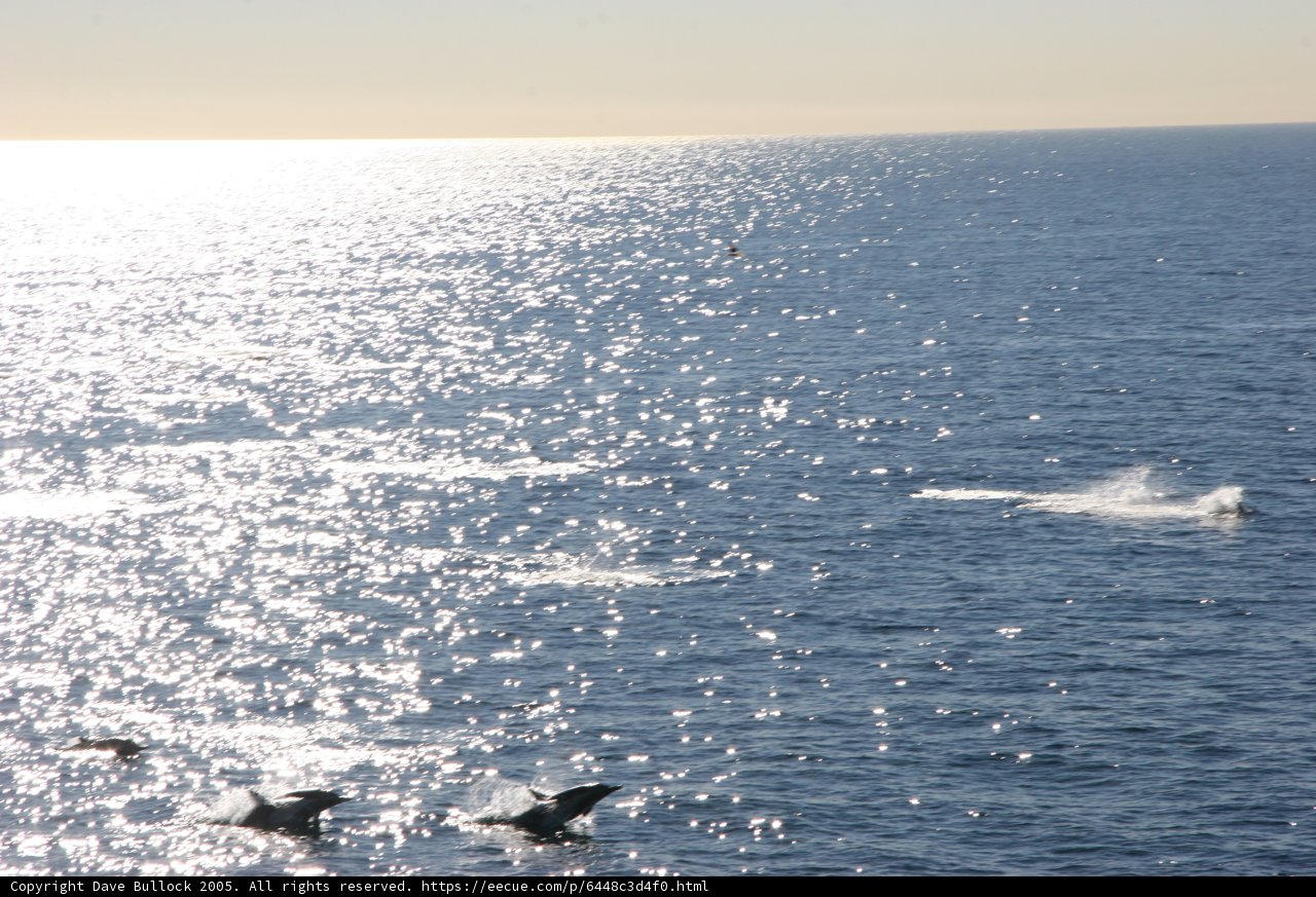 Group of Dolphins Enjoying the Ocean