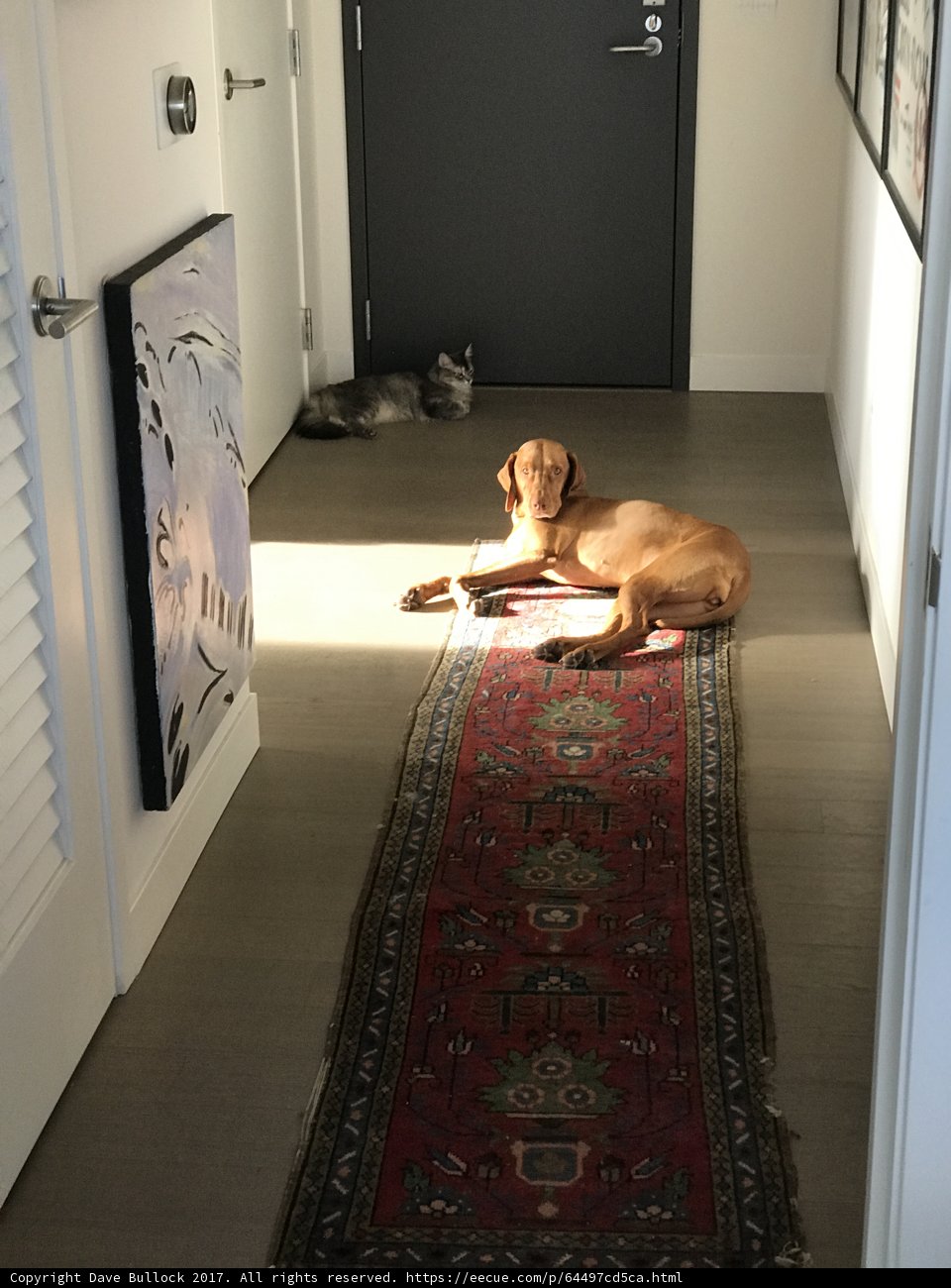 Home is where the dog (and hardwood floors) are